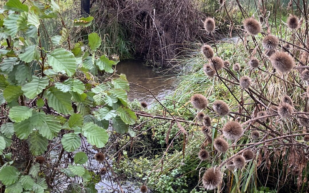 Les éco-délégué.es vont au ruisseau de Marcé